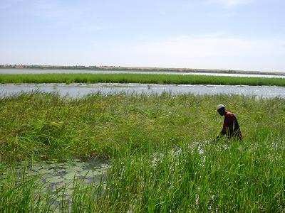 African Rice