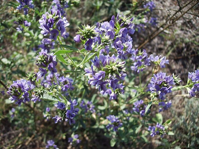 Alfalfa