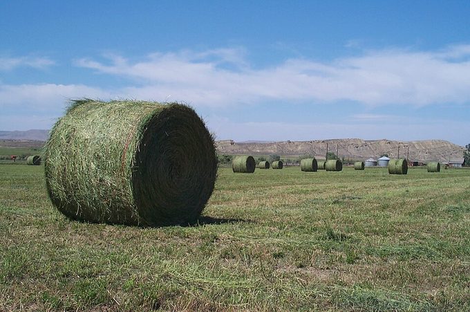 Alfalfa