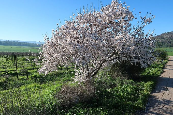 Almond