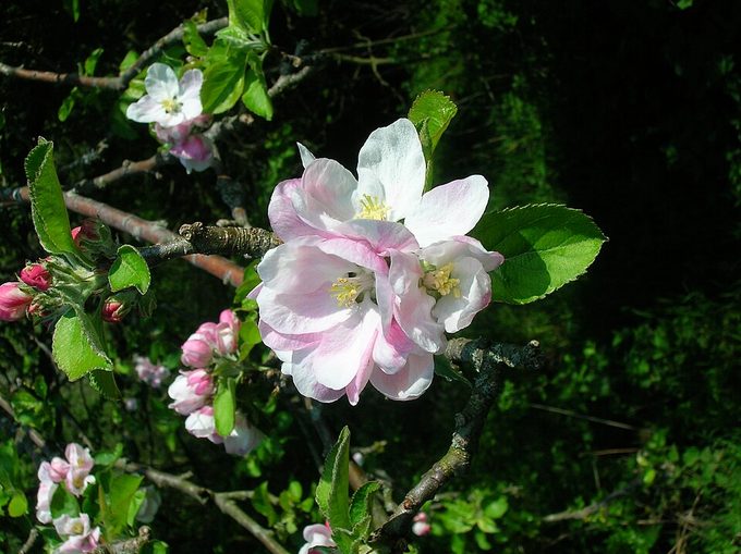 Apple
