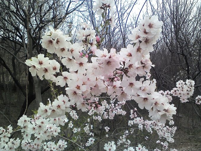 Apricot