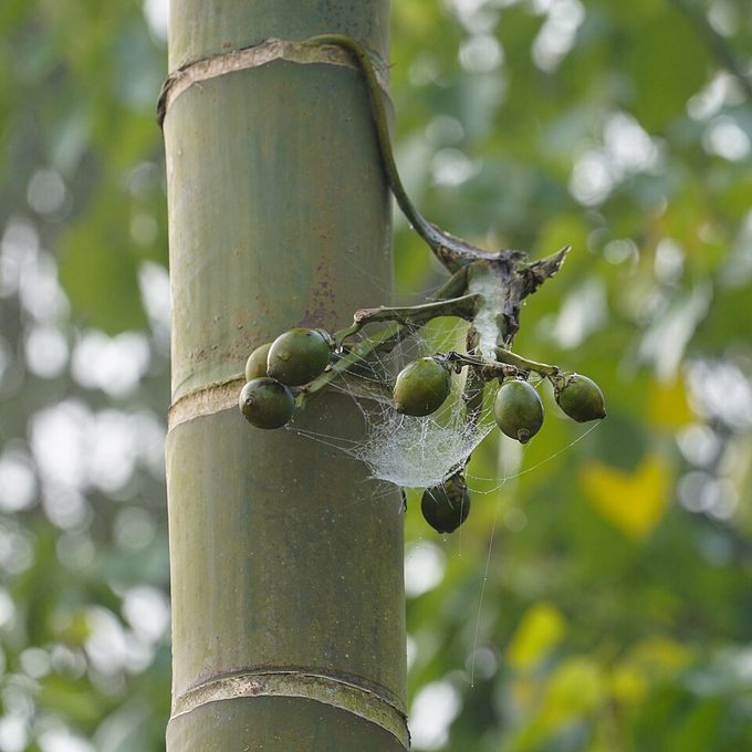 Areca Nut