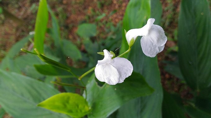 Arrowroot
