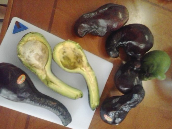 Avocado