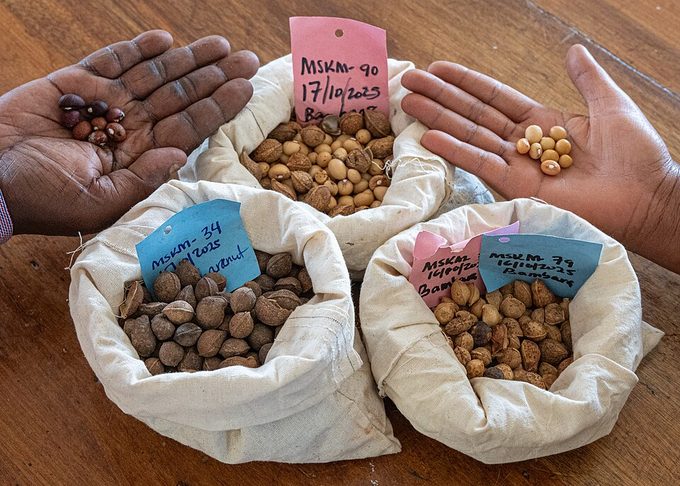 Bambara Groundnut