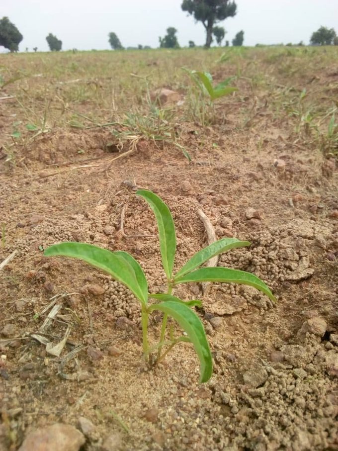 Bambara Groundnut