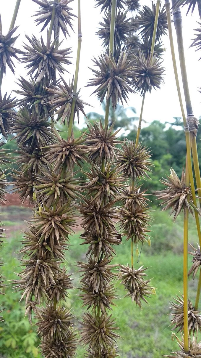 Bamboo