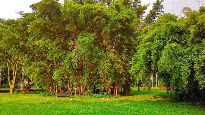 Bamboo