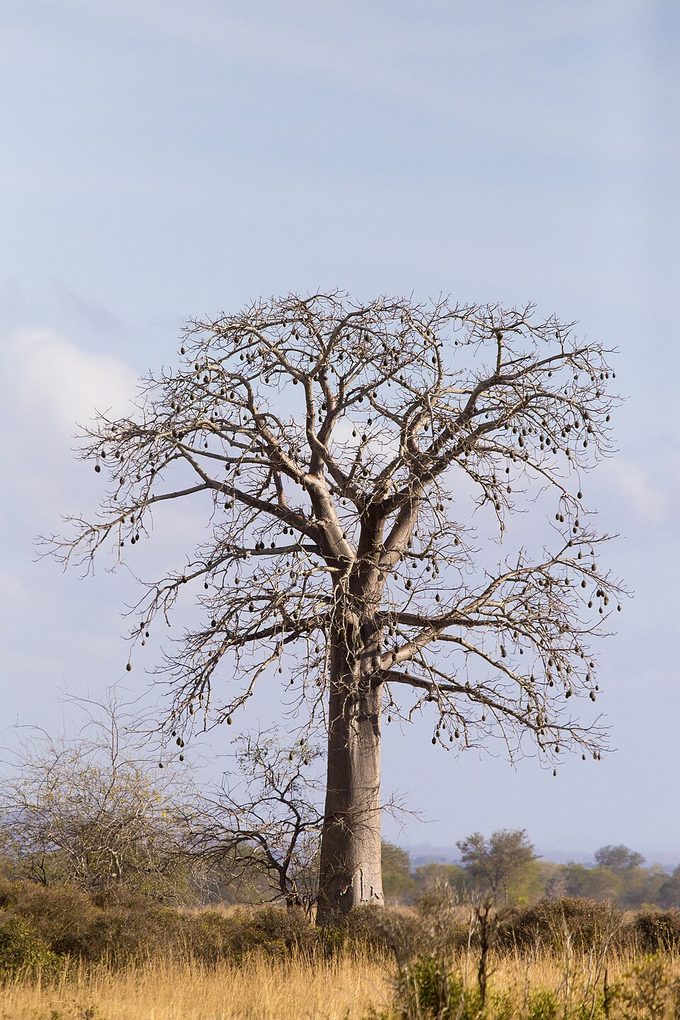 Baobab