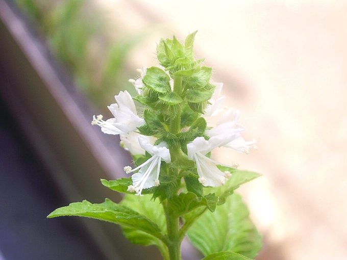 Basil