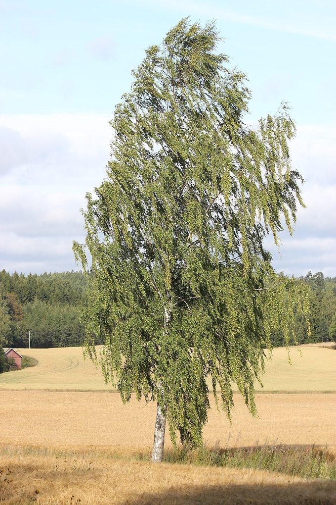 Birch