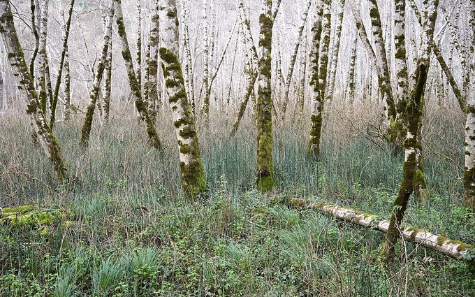 Birch