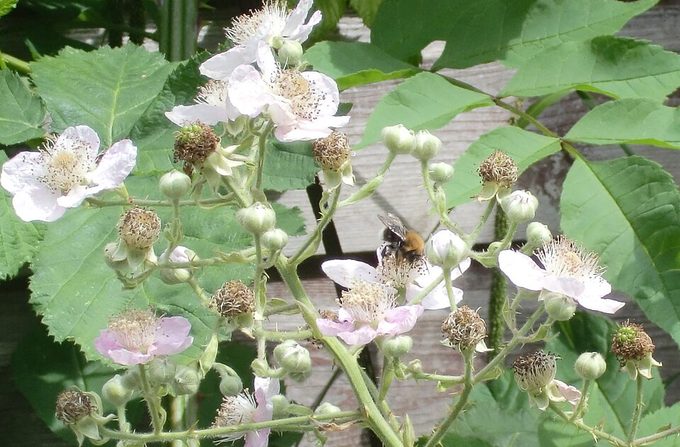 Blackberry