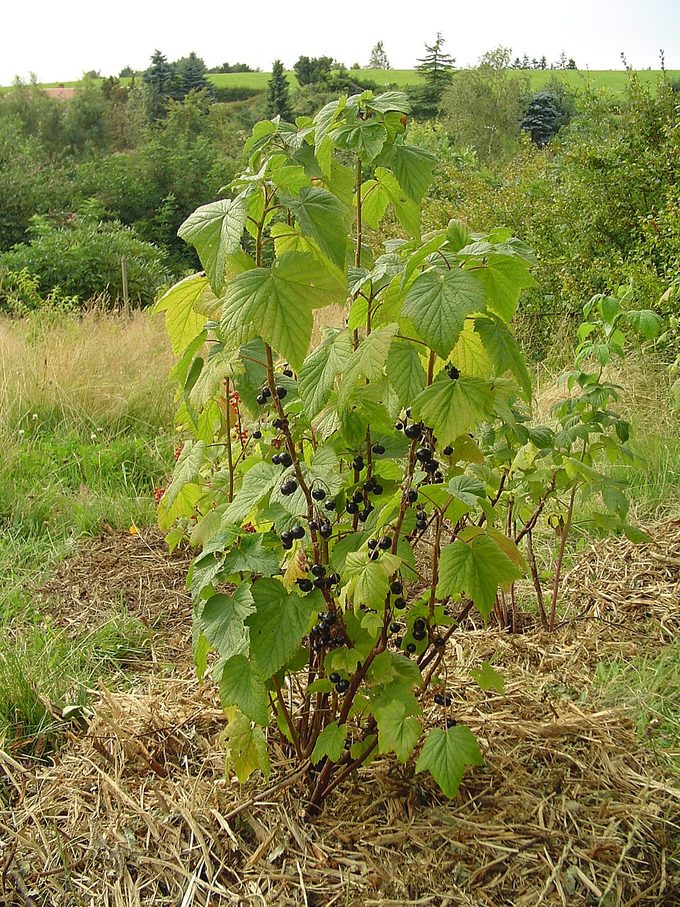 Blackcurrant