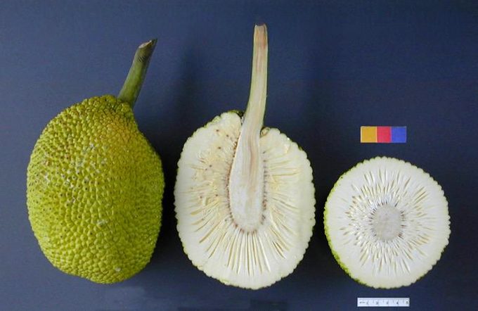 Breadfruit
