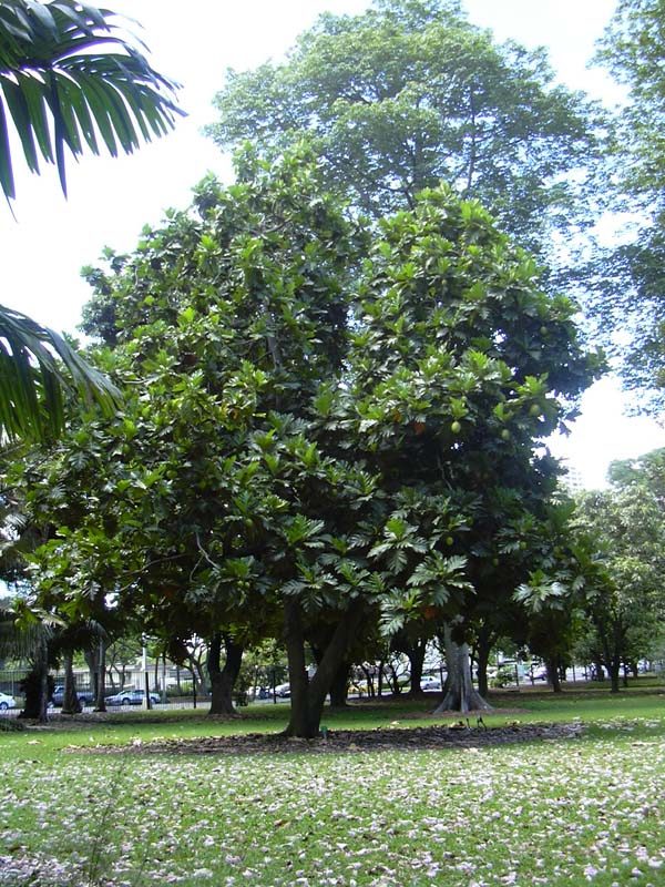 Breadfruit