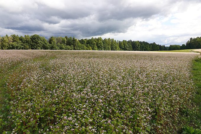 Buckwheat