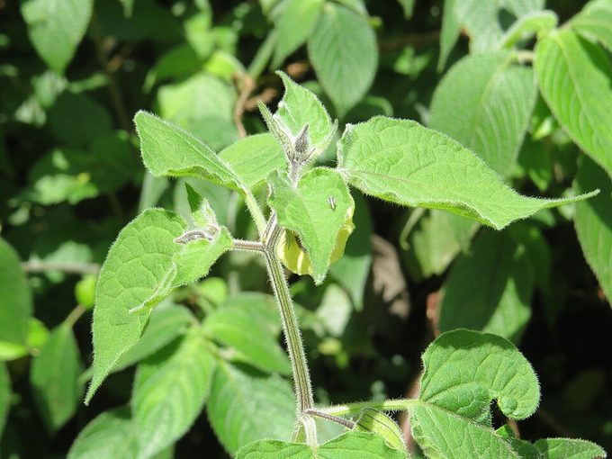 Cape Gooseberry