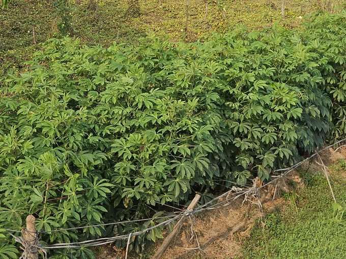 Cassava