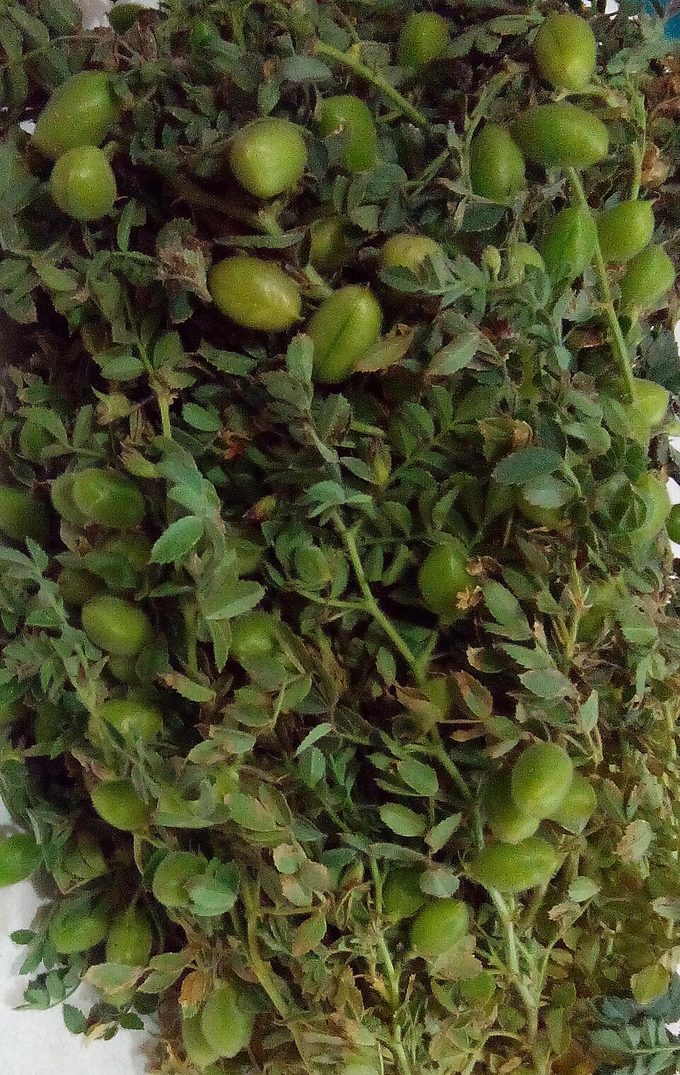 Chickpea
