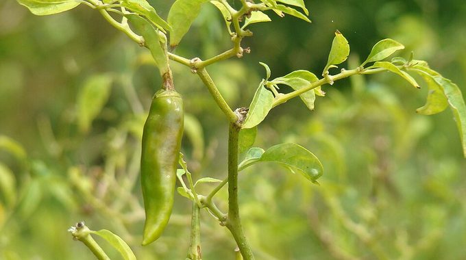 Chili Pepper
