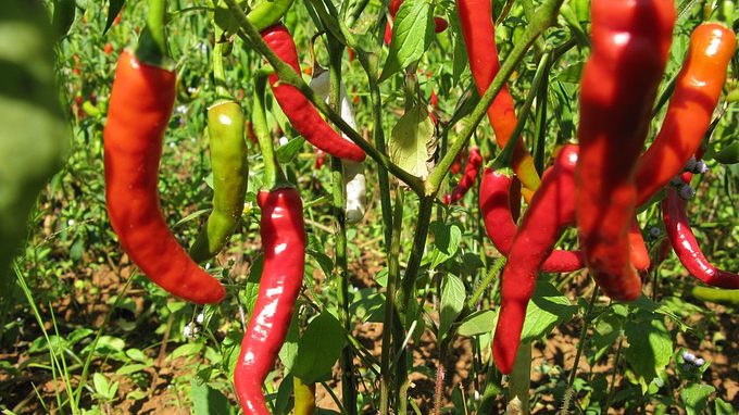 Chili Pepper