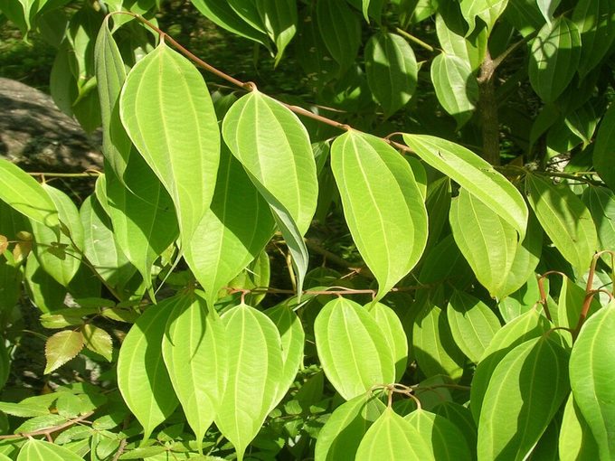 Cinnamon