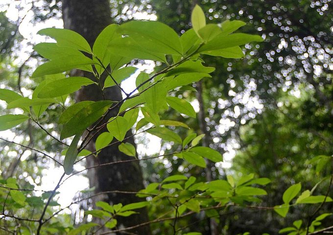 Coca