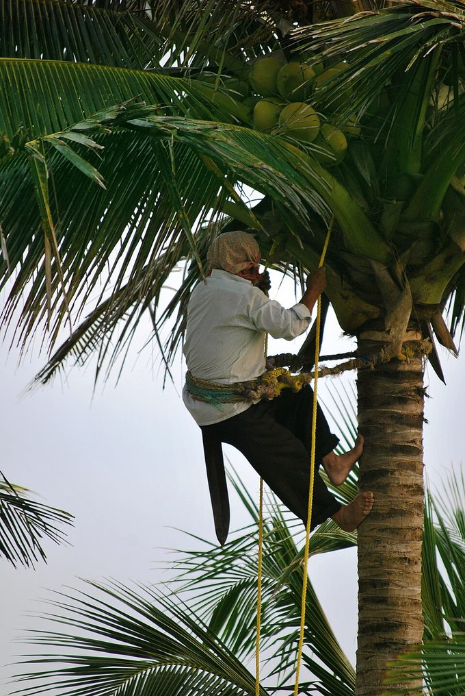 Coconut