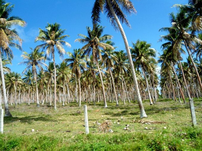 Coconut