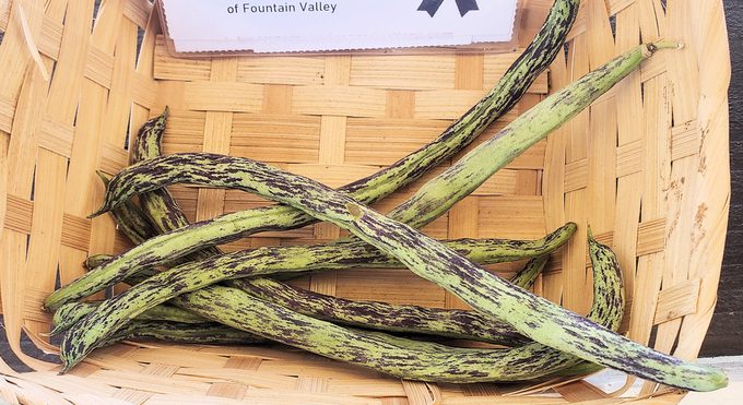 Common Bean