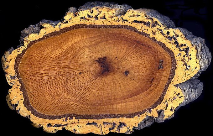 Cork Oak