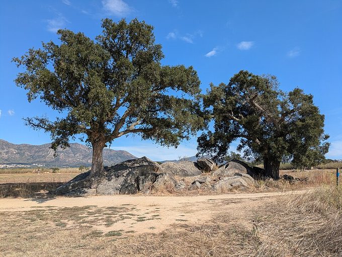 Cork Oak