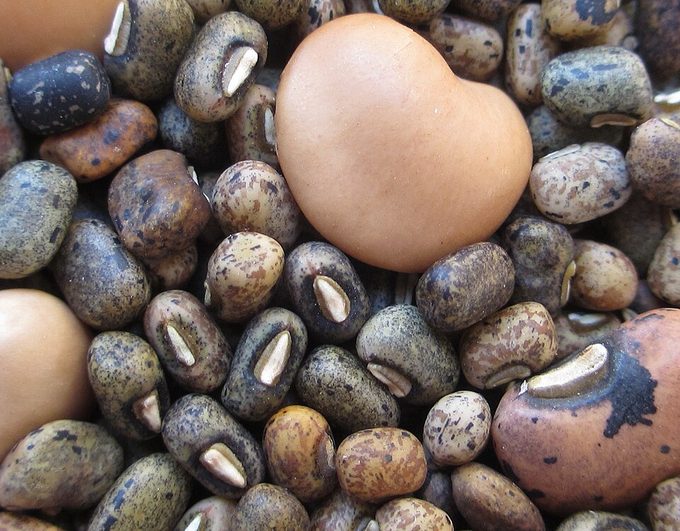 Cowpea