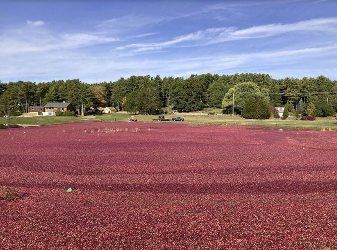 Cranberry