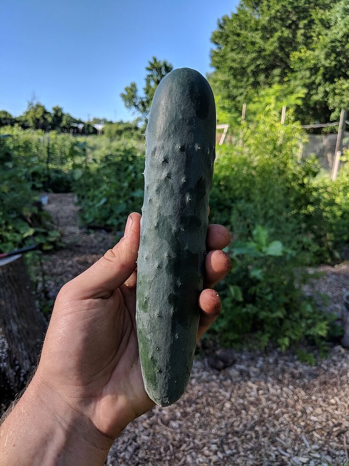 Cucumber