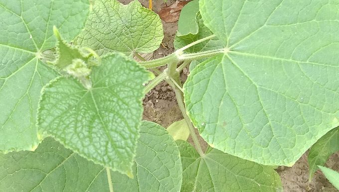 Cucumber