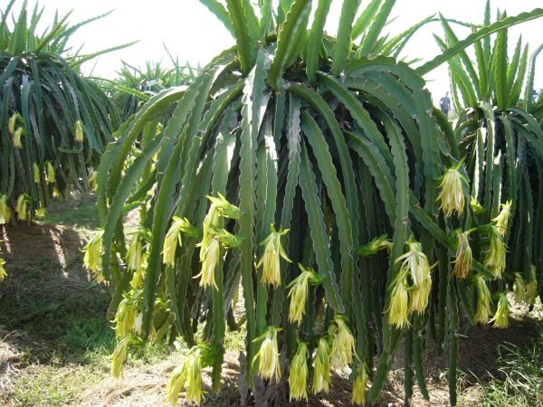 Dragonfruit