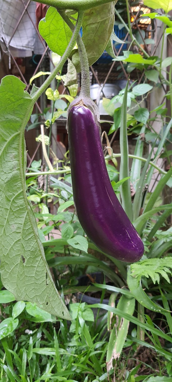 Eggplant