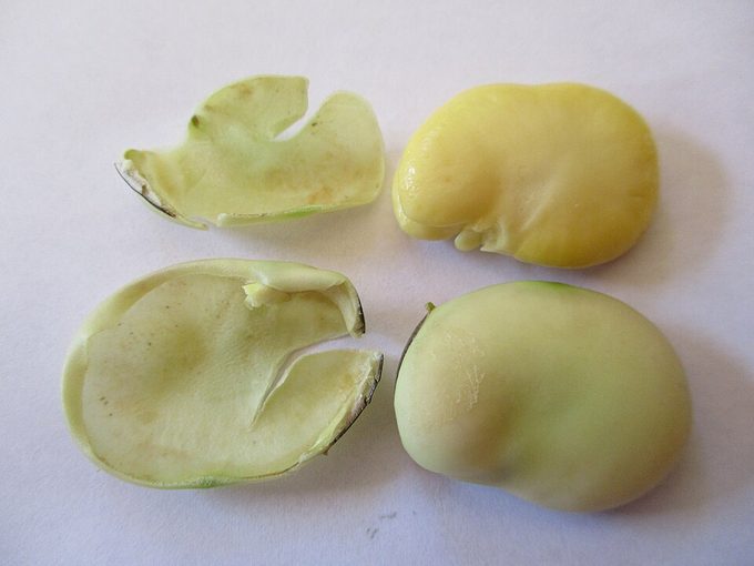 Faba Bean