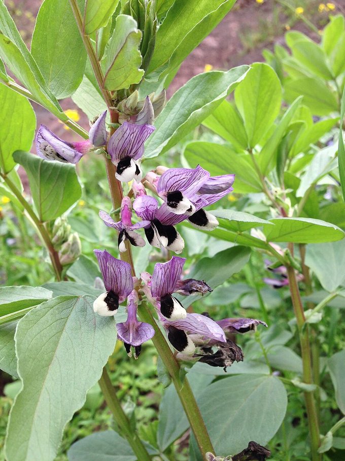 Faba Bean