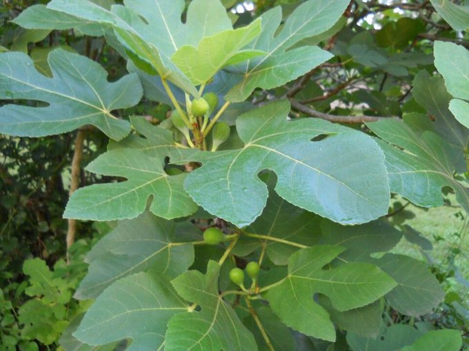 Fig