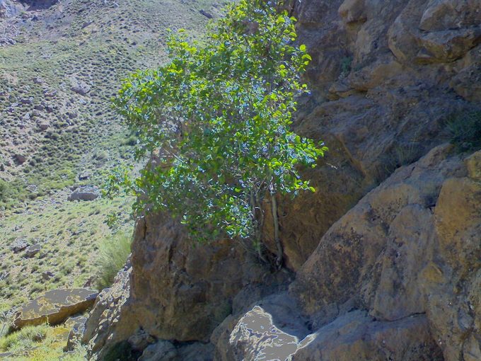 Fig