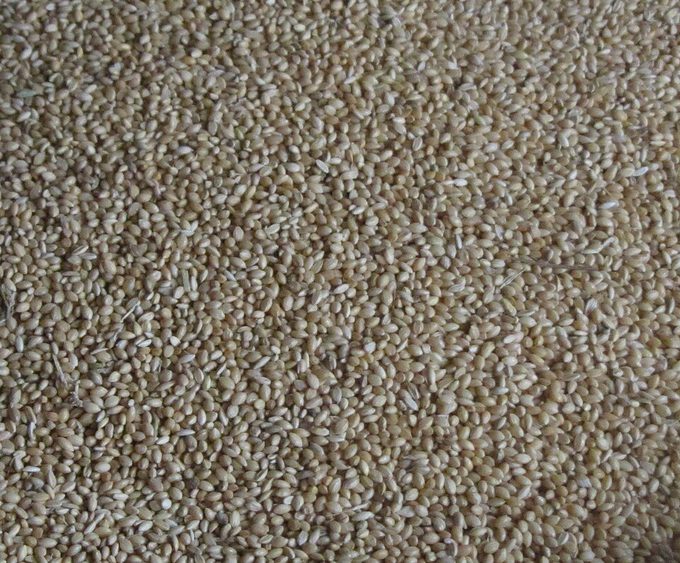 Foxtail Millet