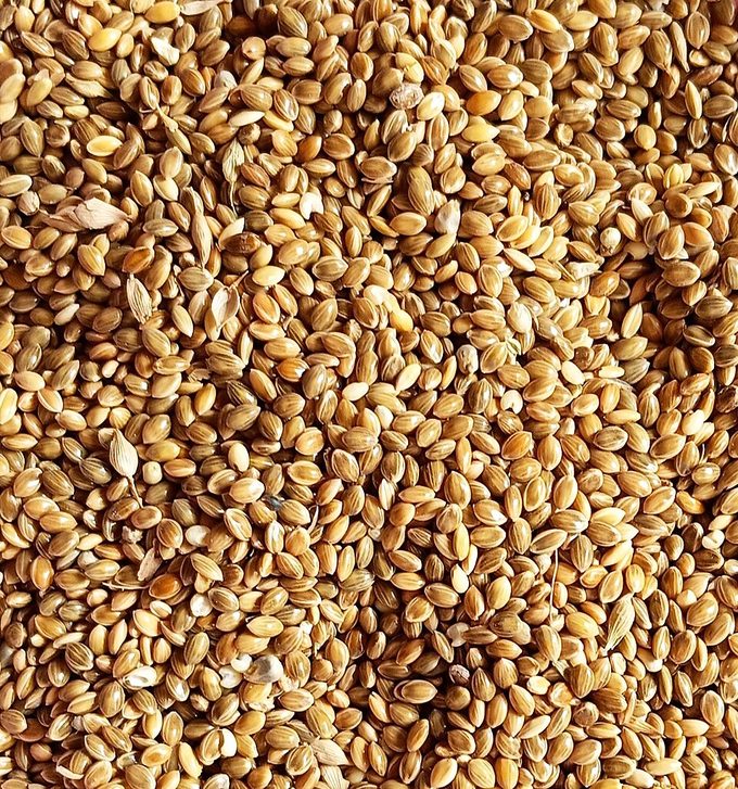 Foxtail Millet