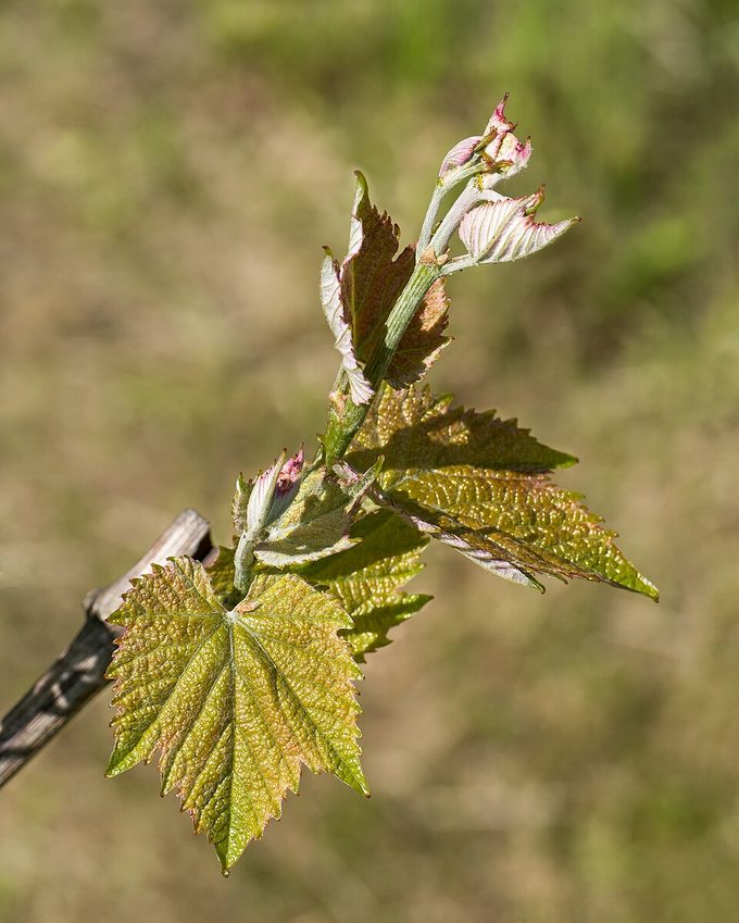 Grape