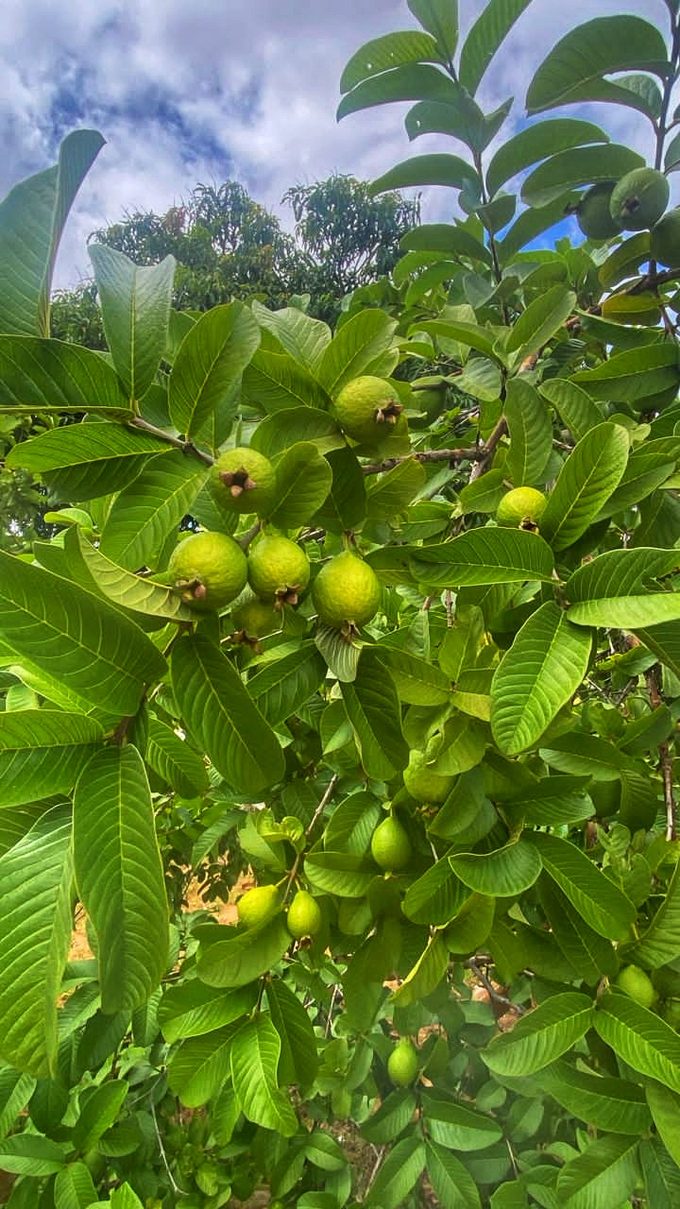Guava