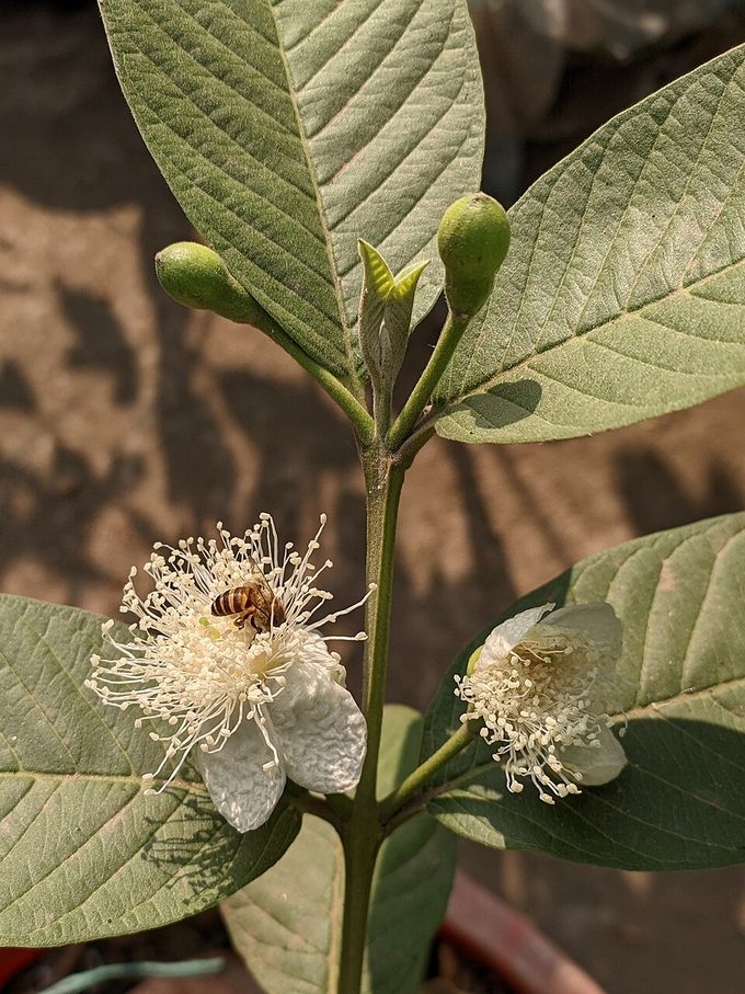 Guava
