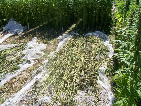 Hemp